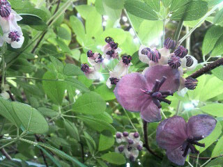 0423 アケビ 花と葛_c0228241_21173065.jpg