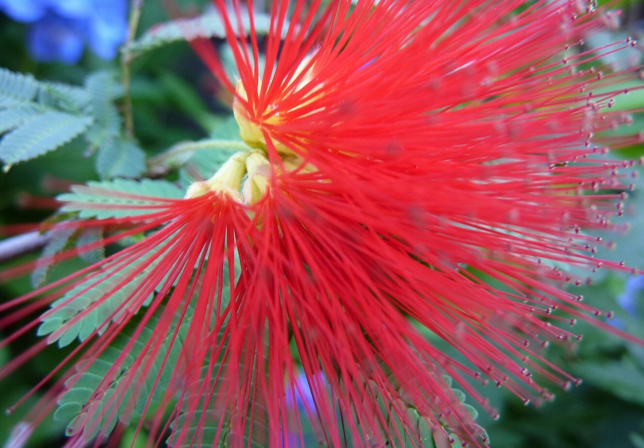 0626  花、、ハナ？_c0228241_21482298.jpg
