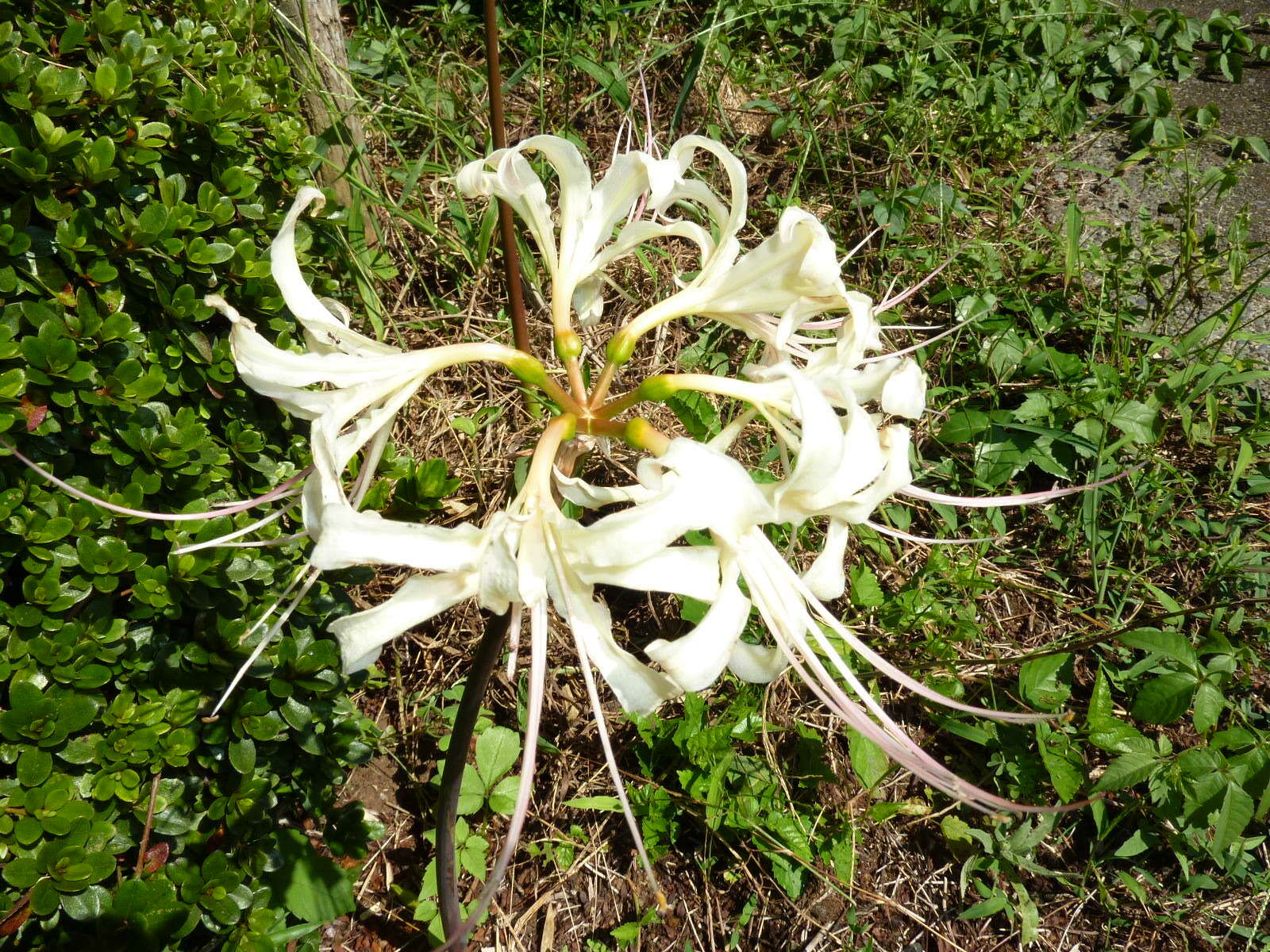 彼岸花_c0228241_21562782.jpg